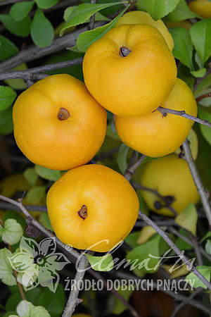 Chaenomeles japonica 'Cido'