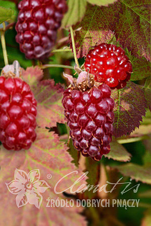 Rubus 'Buckingham Tayberry'