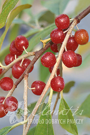 Elaeagnus umbellata Pointilla® Amoroso®