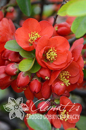 Chaenomeles ×superba 'Crimson and Gold'