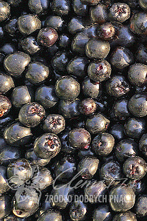 Aronia mitschurinii