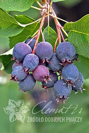 Amelanchier alnifolia 'Krasnojarskaya'