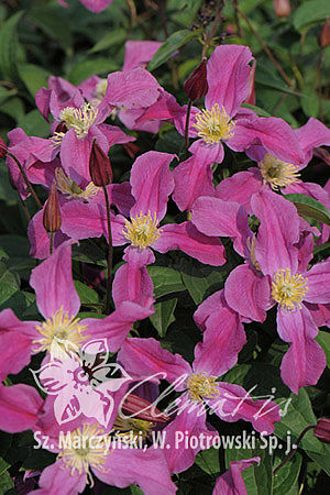 Clematis INSPIRATION® 'Zoin'