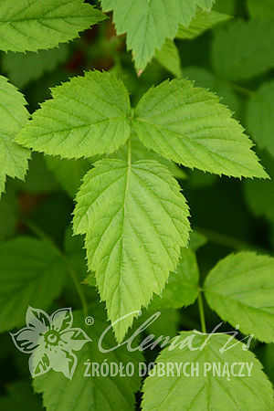 Rubus occidentalis 'Bristol'