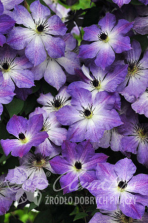 Clematis 'Cloudburst'