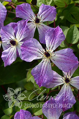 Clematis 'Cloudburst'