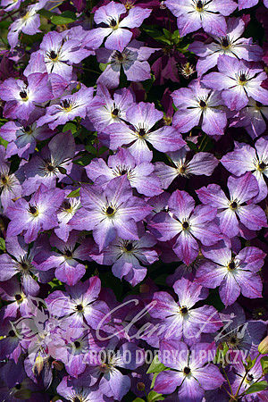 Clematis 'Cloudburst'