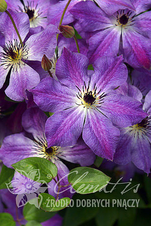 Clematis 'Cloudburst'