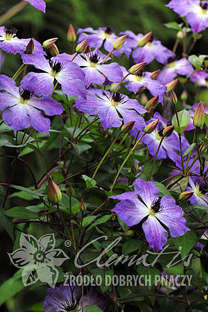 Clematis 'Cloudburst'