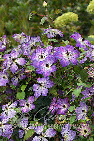 Clematis 'Cloudburst'