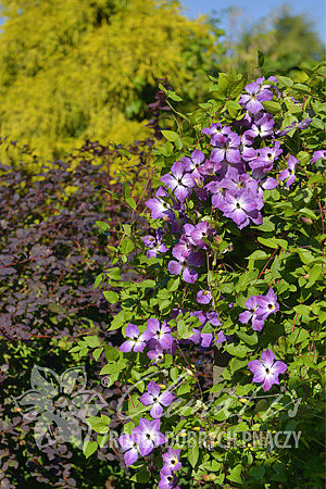 Clematis 'Cloudburst'