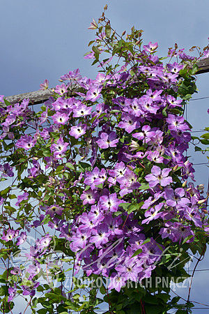 Clematis 'Cloudburst'