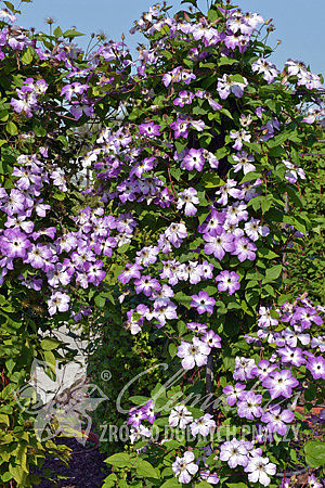 Clematis 'Cloudburst'