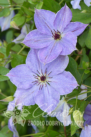 Clematis 'Skyfall'