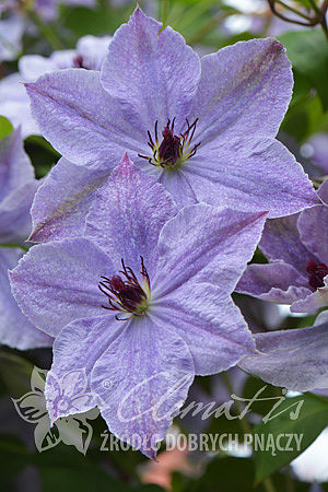 Clematis 'Skyfall'