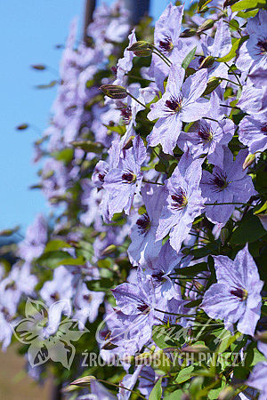 Clematis 'Skyfall'