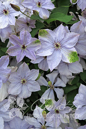 Clematis 'Skyfall'