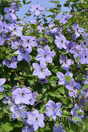 Clematis 'Skyfall'