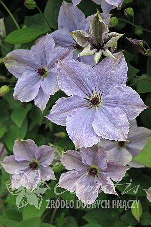 Clematis 'Skyfall'