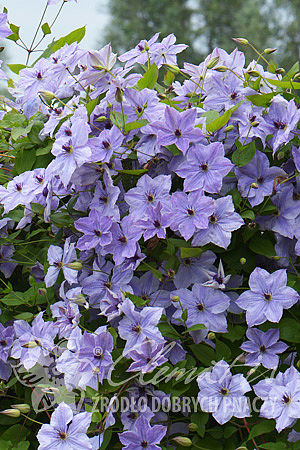 Clematis 'Skyfall'