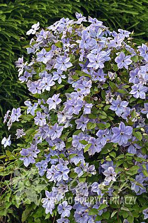 Clematis 'Skyfall'