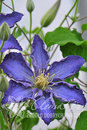 Clematis 'Stefan Franczak'