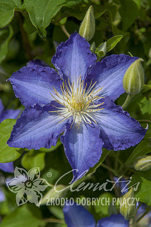 Clematis 'Stefan Franczak'