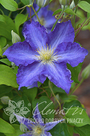 Clematis 'Stefan Franczak'