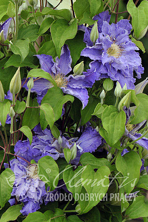 Clematis 'Stefan Franczak'