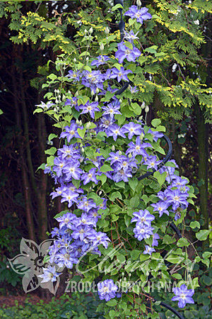 Clematis 'Stefan Franczak'