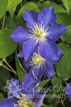 Clematis 'Stefan Franczak'