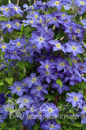 Clematis 'Stefan Franczak'