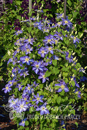 Clematis 'Stefan Franczak'