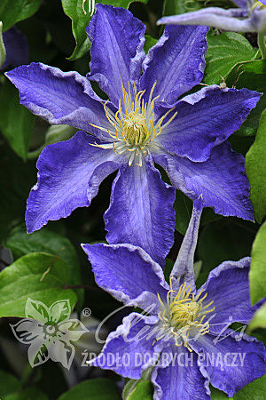 Clematis 'Stefan Franczak'