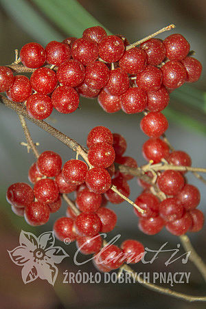 Elaeagnus umbellata POINTILLA® SWEET'N'SOUR®