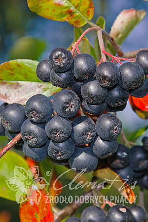 Aronia melanocarpa 'Galicjanka' 