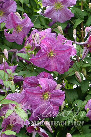 Clematis 'Mazurek'PBR 