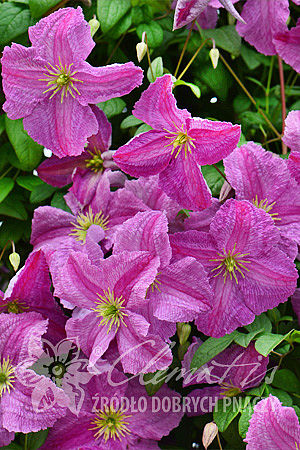 Clematis 'Mazurek'PBR 