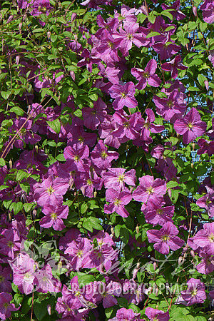 Clematis 'Mazurek'PBR 