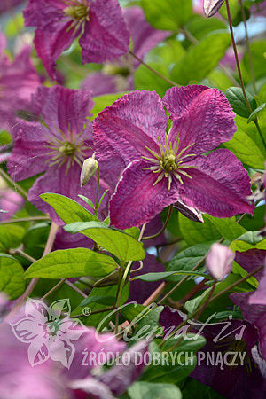 Clematis 'Mazurek'PBR 