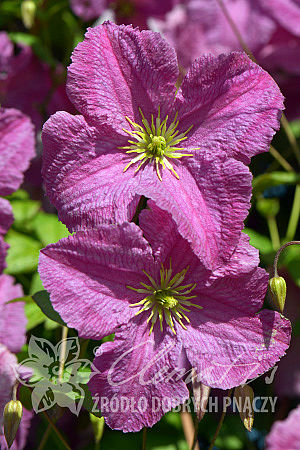 Clematis 'Mazurek'PBR 