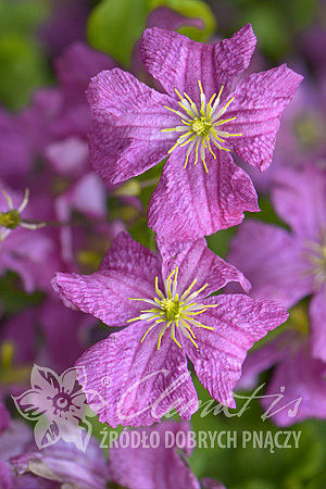 Clematis 'Mazurek'PBR 