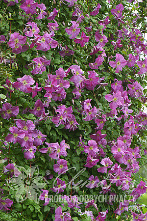 Clematis 'Mazurek'PBR 