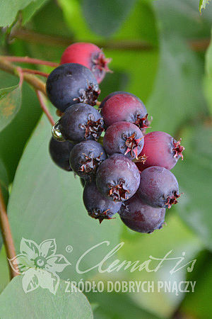 Amelanchier alnifolia 'Mandam'