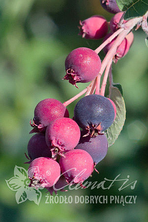 Amelanchier alnifolia 'Thiessen'