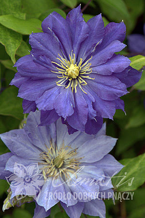 Clematis 'Copernicus'PBR