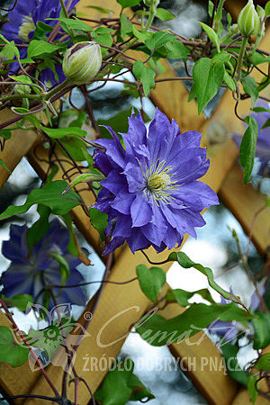 Clematis 'Copernicus'PBR