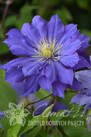 Clematis 'Copernicus'PBR