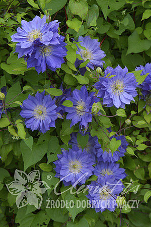 Clematis 'Copernicus'PBR