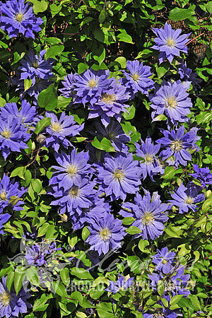 Clematis 'Copernicus'PBR